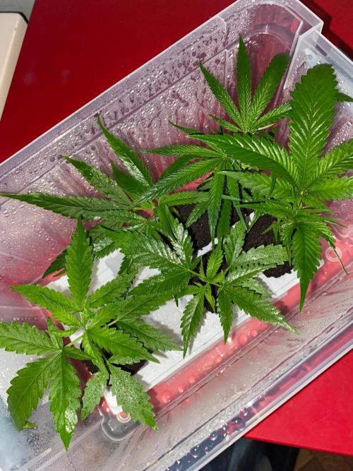 Wild Seed Pheno Hunt in Hidden Cabin. Week 5