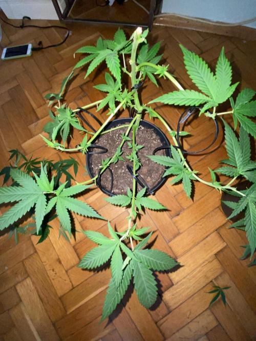 Wild Seed Pheno Hunt in Hidden Cabin. Week 5