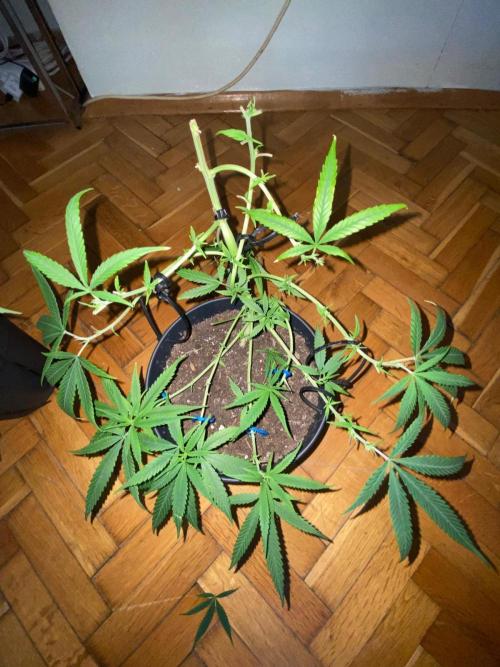 Wild Seed Pheno Hunt in Hidden Cabin. Week 5