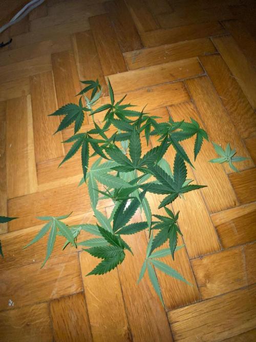 Wild Seed Pheno Hunt in Hidden Cabin. Week 5