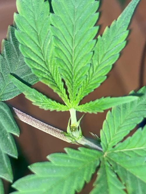 Wild Seed Pheno Hunt in Hidden Cabin. Week 5