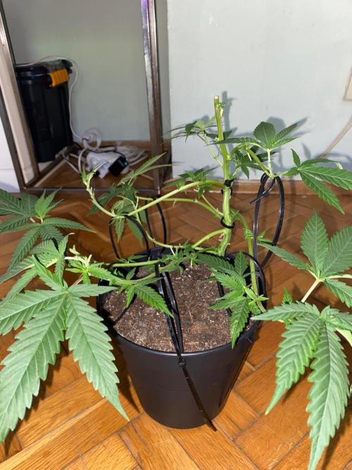 Wild Seed Pheno Hunt in Hidden Cabin. Week 5