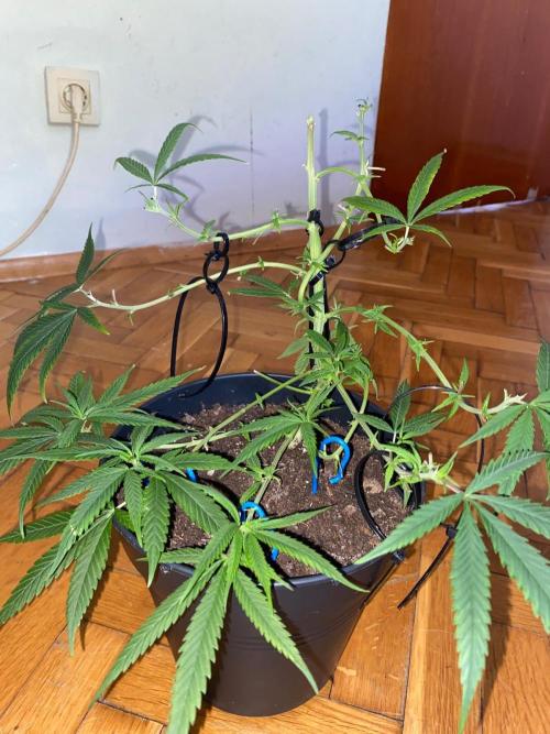 Wild Seed Pheno Hunt in Hidden Cabin. Week 5