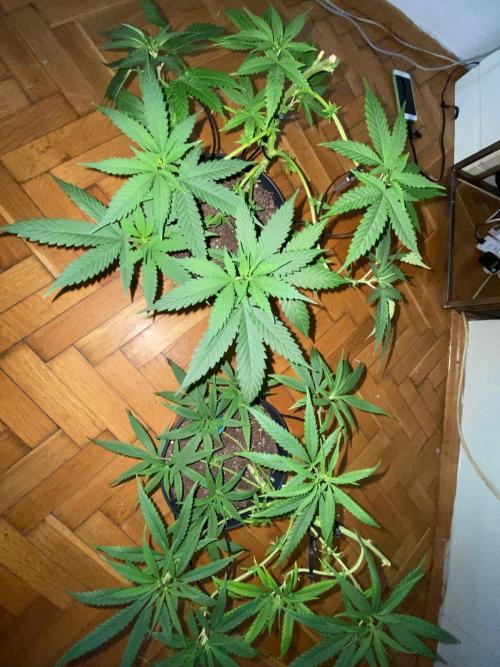 Wild Seed Pheno Hunt in Hidden Cabin. Week 5