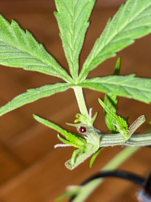 Wild Seed Pheno Hunt in Hidden Cabin. Week 5