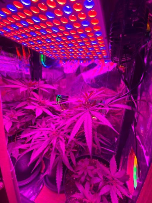 Wild Seed Pheno Hunt in Hidden Cabin. Week 5