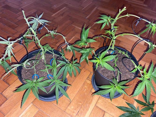 Wild Seed Pheno Hunt in Hidden Cabin. Week 5