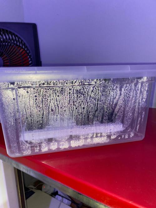 Wild Seed Pheno Hunt in Hidden Cabin. Week 5