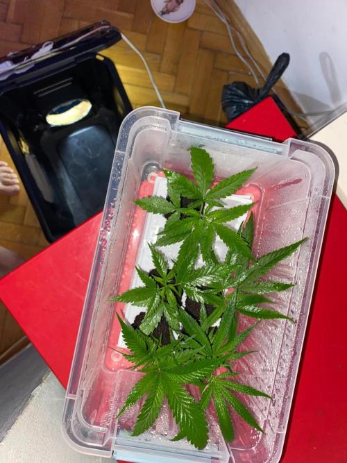 Wild Seed Pheno Hunt in Hidden Cabin. Week 5