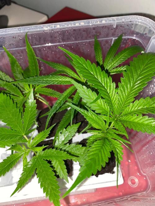 Wild Seed Pheno Hunt in Hidden Cabin. Week 5