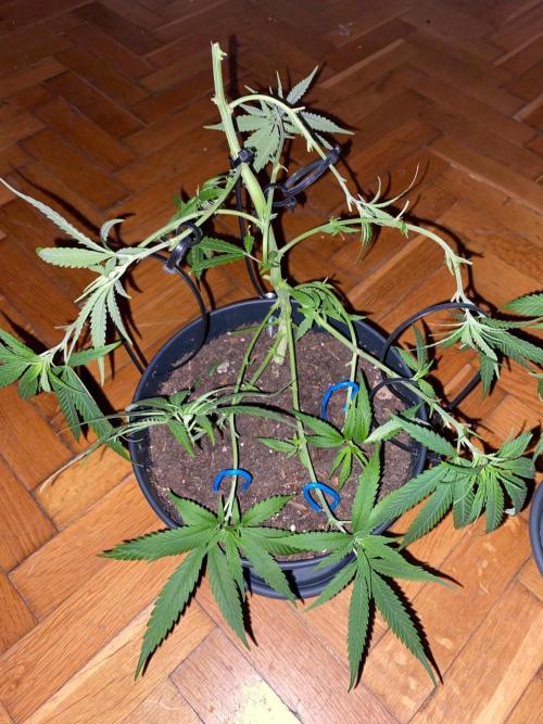 Wild Seed Pheno Hunt in Hidden Cabin. Week 5