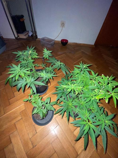 WILD SEED BREED by zedon-DIY and Organic. Week 6