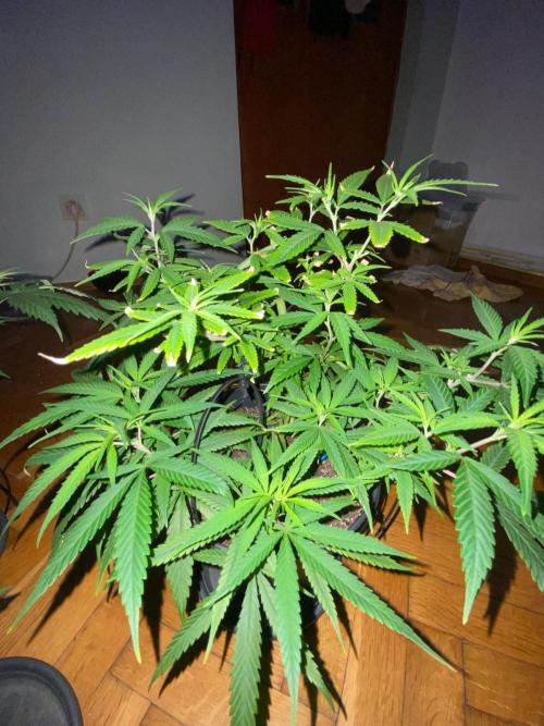 WILD SEED BREED by zedon-DIY and Organic. Week 6