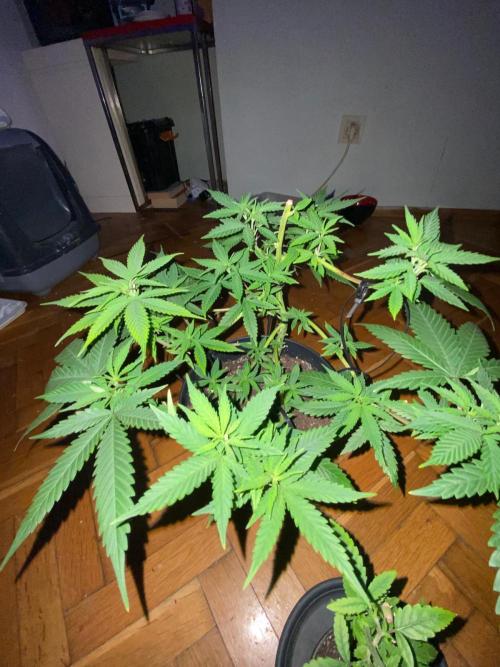 WILD SEED BREED by zedon-DIY and Organic. Week 6