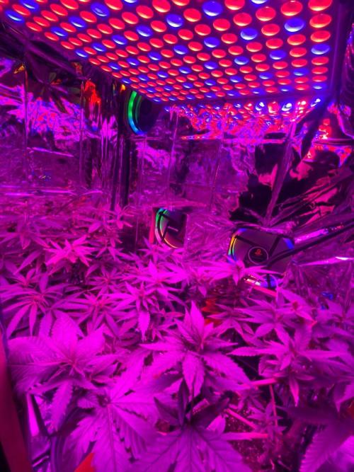 WILD SEED BREED by zedon-DIY and Organic. Week 6