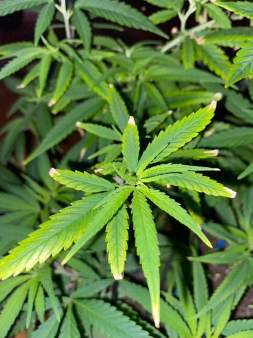 WILD SEED BREED by zedon-DIY and Organic. Week 6