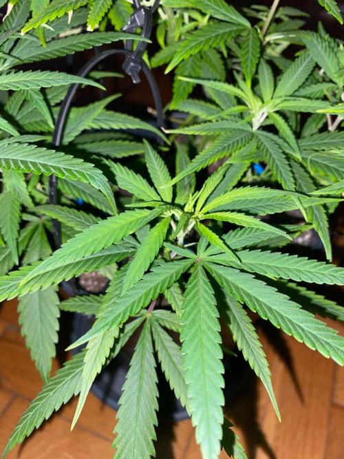 WILD SEED BREED by zedon-DIY and Organic. Week 6