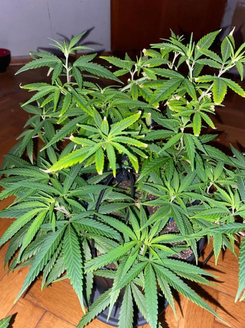 WILD SEED BREED by zedon-DIY and Organic. Week 6