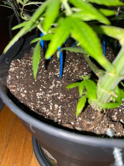 WILD SEED BREED by zedon-DIY and Organic. Week 6