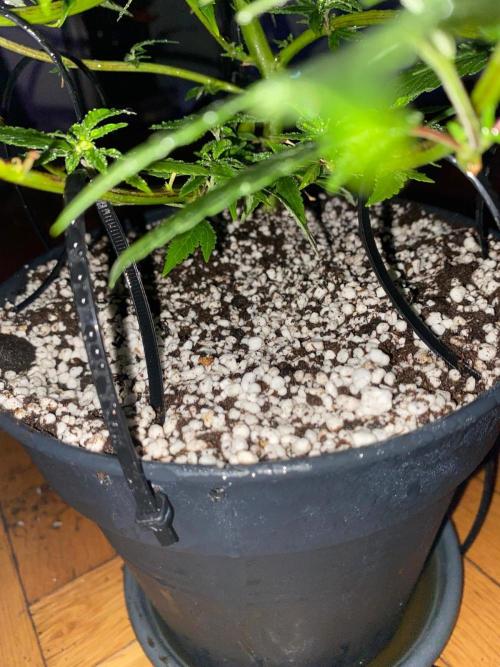 WILD SEED BREED by zedon-DIY and Organic. Week 6
