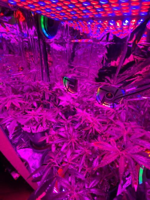 WILD SEED BREED by zedon-DIY and Organic. Week 6