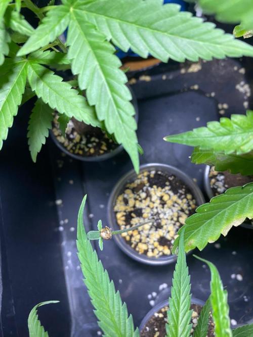 WILD SEED BREED by zedon-DIY and Organic. Week 6
