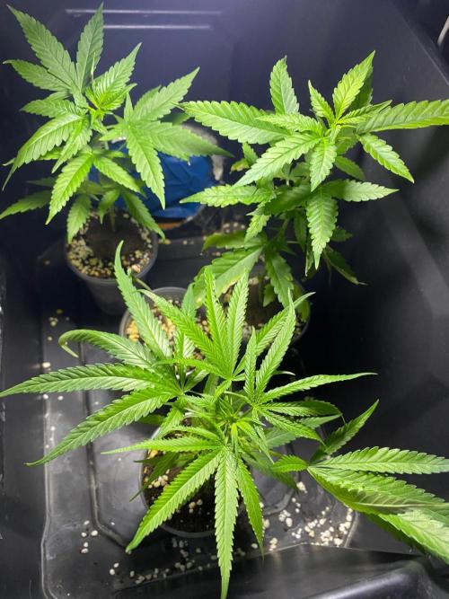 WILD SEED BREED by zedon-DIY and Organic. Week 6