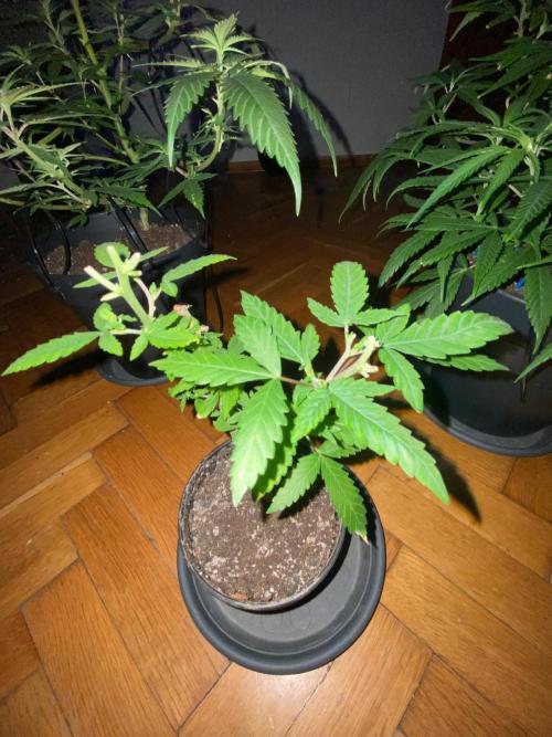 WILD SEED BREED by zedon-DIY and Organic. Week 6