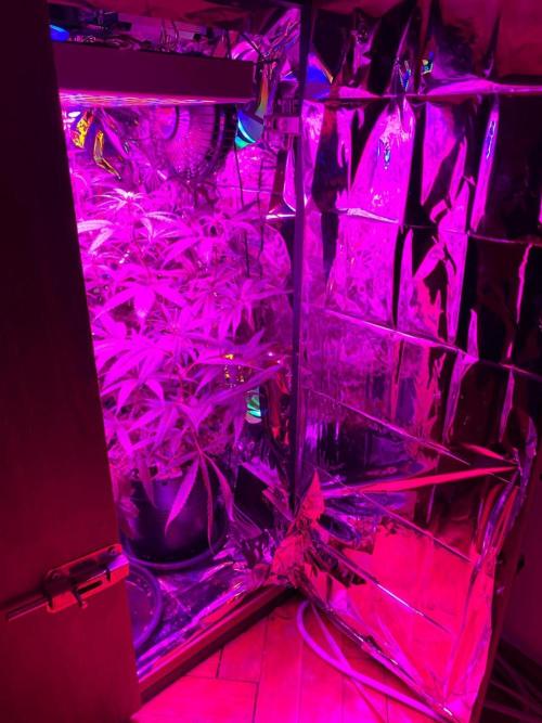 WILD SEED BREED by zedon-DIY and Organic. Week 7