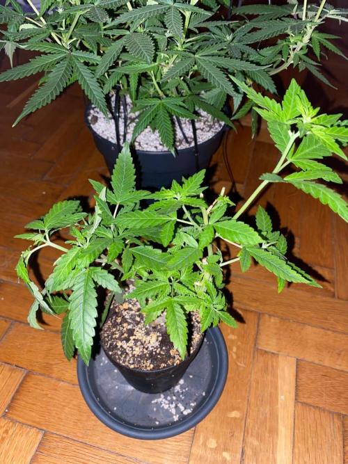 WILD SEED BREED by zedon-DIY and Organic. Week 7