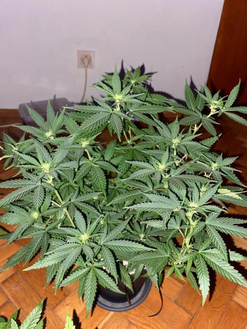 WILD SEED BREED by zedon-DIY and Organic. Week 7