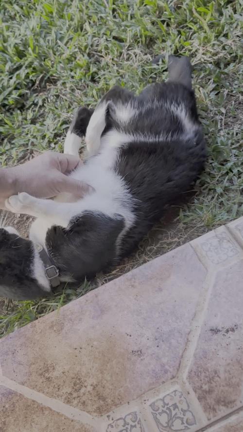 Auto Critial Bulk Seed Bank (for free)