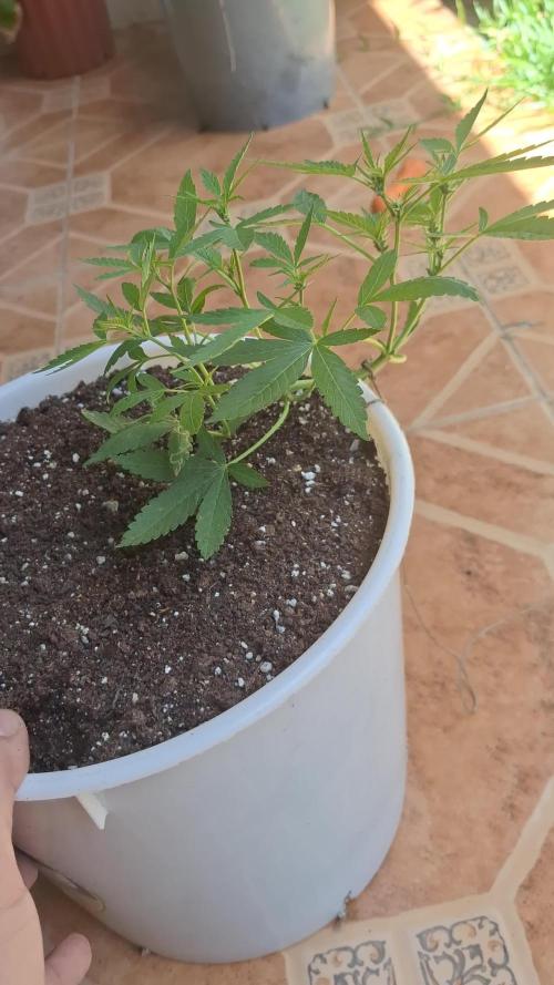 Auto Critial Bulk Seed Bank (for free)