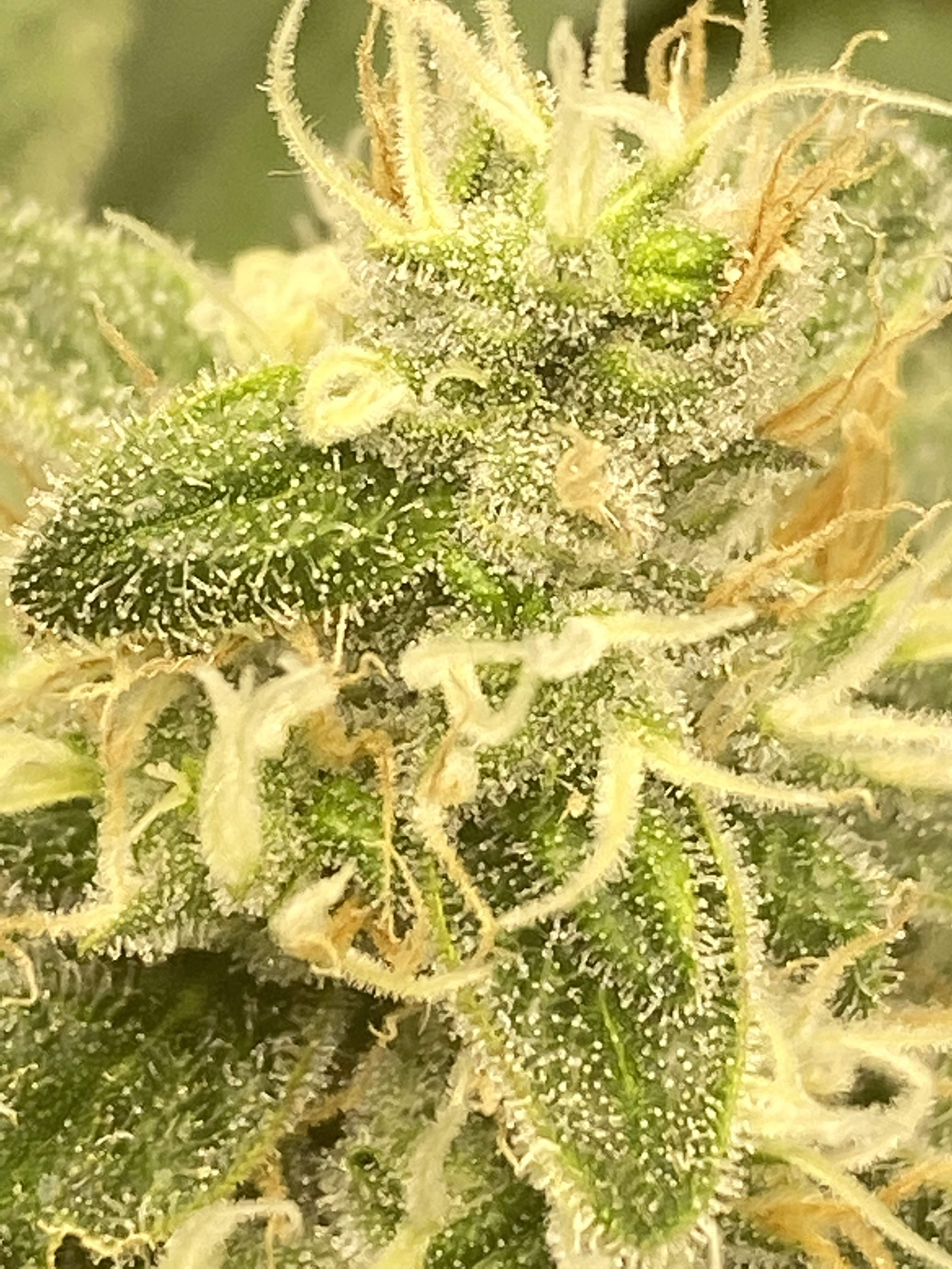 Seedsman Badazz Cookies OG, Garden of Green Phantom Cookies Domina grow