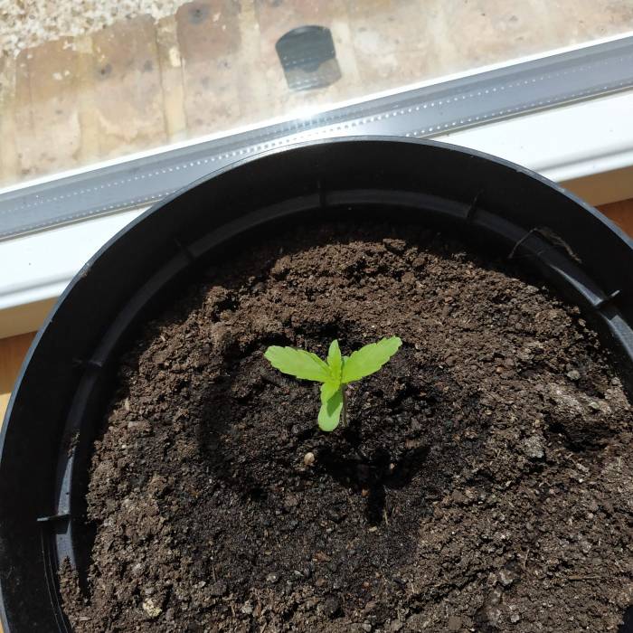 RQS Northern Light Auto . Week 2