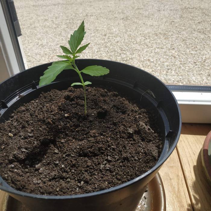 RQS Northern Light Auto . Week 3