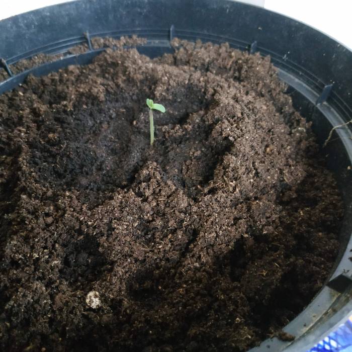 RQS Northern Light Auto . Week 1 - 10/05