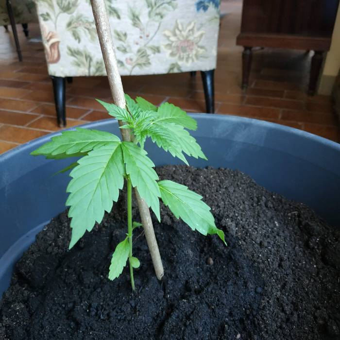 RQS Northern Light Auto . Week 4