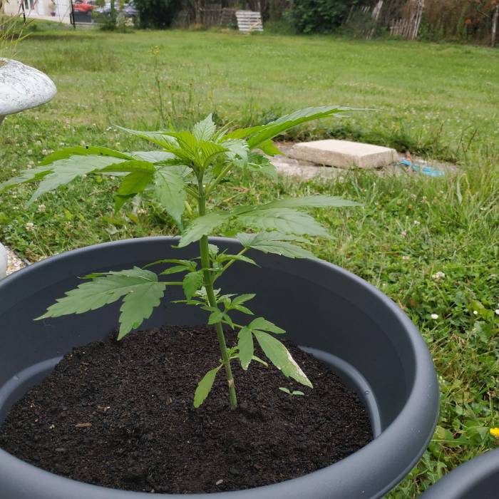 RQS Northern Light Auto . Week 6