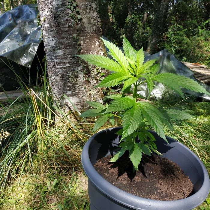 RQS Northern Light Auto . Week 7