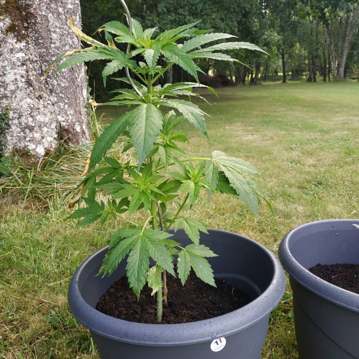 RQS Northern Light Auto . Week 8