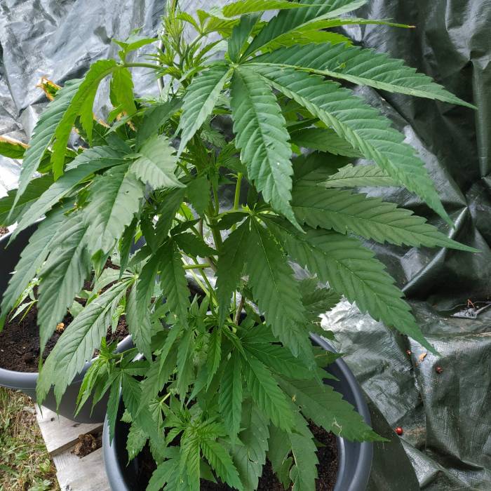 RQS Northern Light Auto . Week 9