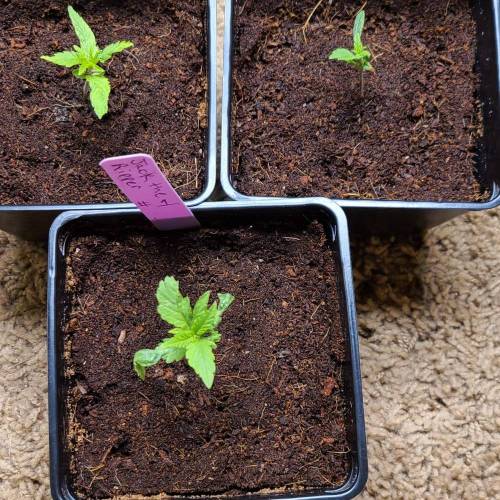 Jack The Ripper. Week 3