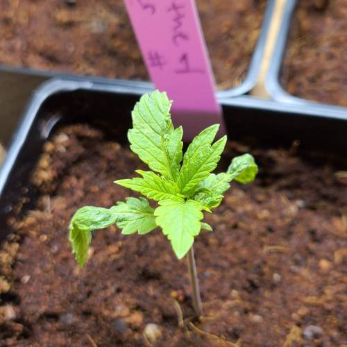 Jack The Ripper. Week 3