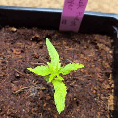 Jack The Ripper. Week 3