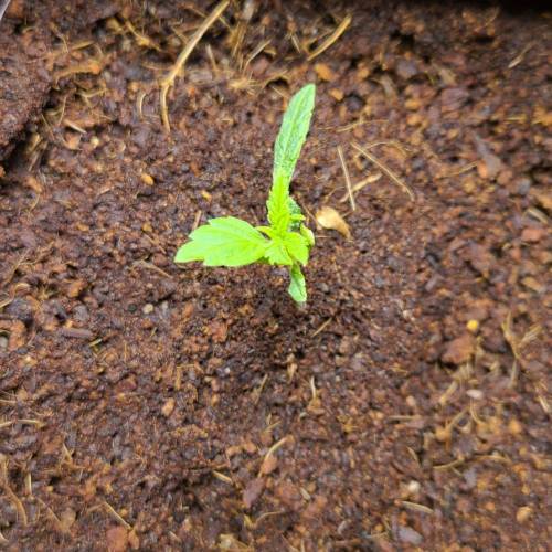 Jack The Ripper. Week 3