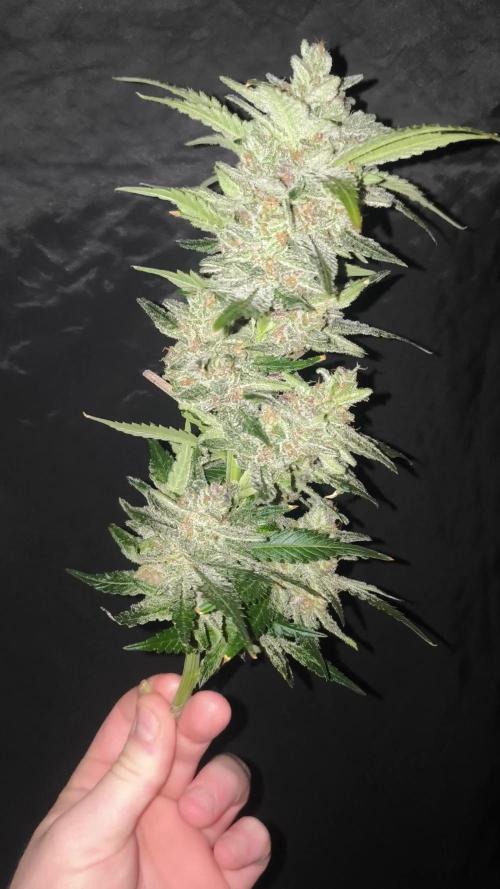 Frostbanger, Gorilla Z. Fastbuds