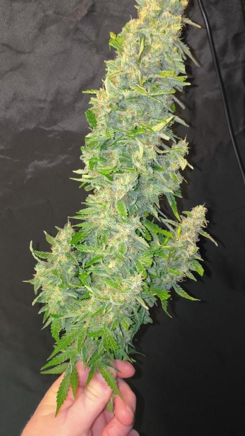 Frostbanger, Gorilla Z. Fastbuds