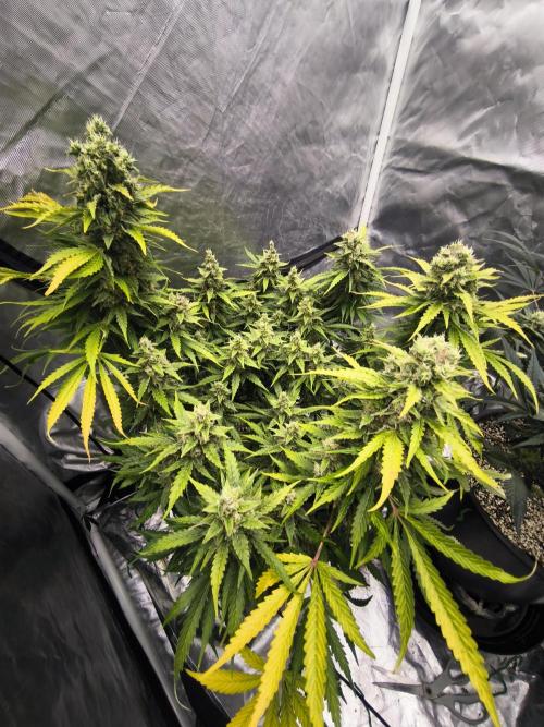 Frostbanger, Gorilla Z. Fastbuds. Week 12 - Final few days 