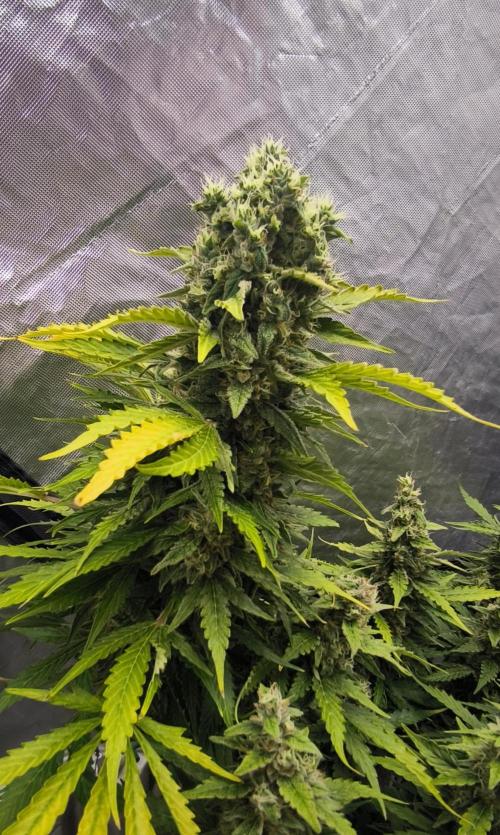 Frostbanger, Gorilla Z. Fastbuds. Week 12 - Biggest nug 